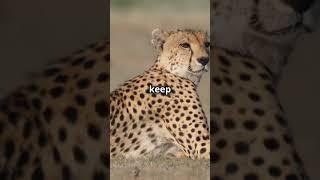 Cheetahs: The Fastest Animals on Land #shorts