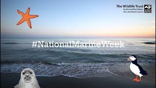 Welcome to National Marine Week 2021