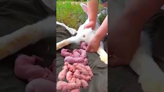 Rabbit growth - Baby rabbit growing timelapse 1 to 30 days