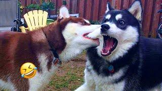 Normal dogs vs Huskies FUNNIEST Huskies | 10 Minutes Best Videos | Part 8