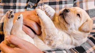 Puppies First Belly Rubs!!