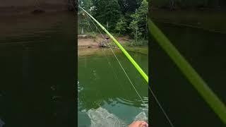 Bluegill Short