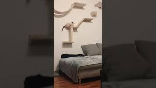قط سيامي ابيض رشيق | Graceful white Siamese cat #shorts