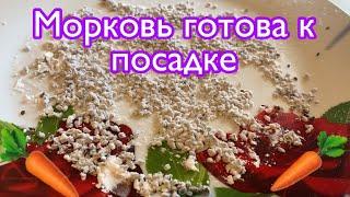 Проращивание семян моркови для быстрой всхожести!