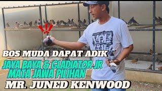  YOUNG SULTAN BUYS UP JAYA'S BROTHER BAYA & GLADIATOR JR  PURWOREJO IS IN EMERGENCY 