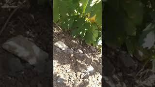 Tarlada tavşan yakalamak/Uyurken yakaladım/Tavşan avı/Av videoları...