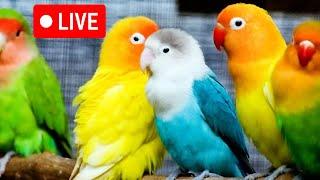 Live bird live stream for cats | love birds sounds | Lovebird Singing & Chirping | cat tv