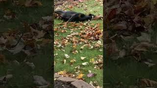 #Loki#The#Doberman #Swimming In #Autum#Leaves 