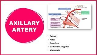 Axillary artery|  Axillary artery anatomy |  Extent, Parts and Branches |