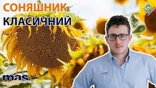 Класичний соняшник та інноваційні технології - поради від Тібо Леклерка / СуперАгроном