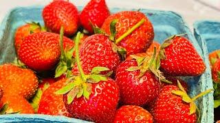 MRS. G  ADVENTURES is going live! Strawberry Picking Saturday 6.10.23