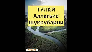 ТУЛКИ АЛЛАГЬИС ШУКРУБАРНИ АКУША