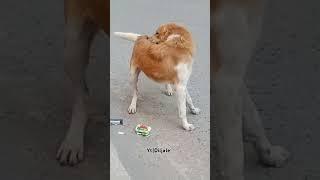 Brown dog shorts #cutepuppy #cutedog #browndog #doglover #dog #wondersofworld #subhanallah