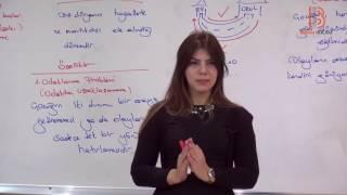 11) Piaget ve İşlem Öncesi Dönem - I -  Gelişim Psikolojisi Dersi - Ayşegül Aldemir (2017)