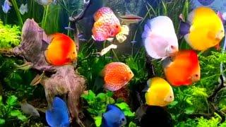 ДИСКУСЫ-ЯРКИЕ и КРАСИВЫЕ АКВАРИУМНЫЕ РЫБЫ|Aquarium  DiscusRelax️