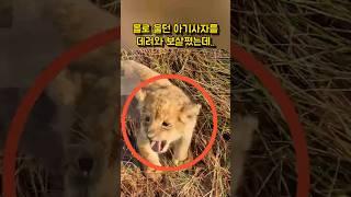 I took in a lonely crying lion cub and cared for it.