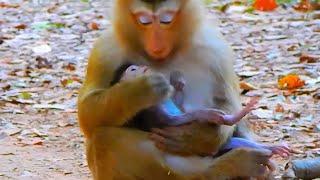 Monkey & Primates, Rose Hugs Baby Macaque So Sweetly In Chest, Lovely Baby Monkey, Nature, Wildlife