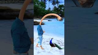Artificial #peacock water transport to rescue drought special effects #funny #shorts #comedy