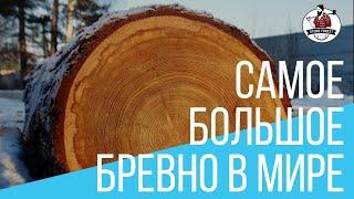 Размеры бревен лиственницы и кедра. Тонкомер. Отборные бревна лиственницы. Строевой лес.