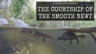 The Courtship of the Smooth Newt