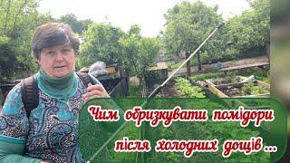 Помідори, огірки і перець //  ПЕРШІ ОБРОБКИ  РОЗСАДИ  ДЛЯ ГАРНОГО РОСТУ.