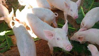 From 2 Pigs to Over 10 in 8 Months: Inspiring Piggery Success in Northern Uganda