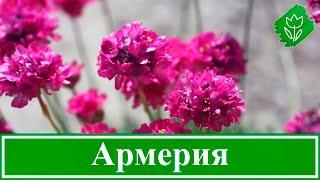 Цветок армерия – посадка и уход, армерия приморская – выращивание из семян