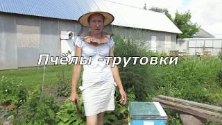 Понятие пчёлы-трутовки