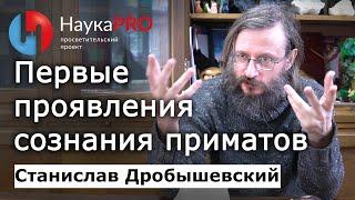 Первые проявления сознания приматов – Станислав Дробышевский | Лекции по антропологии | Научпоп