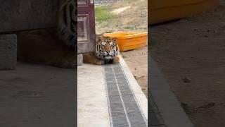 One Step Too Close… Bioga the Tiger Shows No Mercy! 