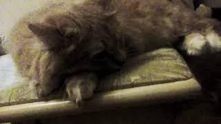 Каждый котик такой | 2 часть | (чит. опис.)