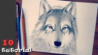 How to draw a wolf. Easy technique for beginners!