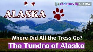 Wildlife and plants of the Alaskan tundra#ALASKA#Tundra#Denali National Park#WWW.ALASKAKIM.COM