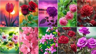 flower wallpaper photos | flower photos for whatsapp dp pictures