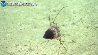 Okeanos Explorer Video Bite: Alien-looking Jellyfish