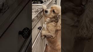 Nic,stand up looking for something to eat #youtubeshorts #familydog #animals #cockerspaniel