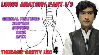 Lungs anatomy part 1/3