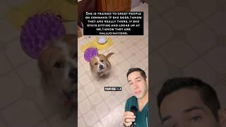 Why service dogs do more than you think!