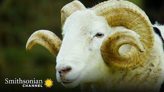 Roger the Ram is Ready for his First Mating Season  Wild Tales from the Farm | Smithsonian Channel