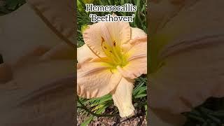 Hemerocallis ‘Beethoven’ #hemerocallis #daylilies #daylily #flowers #perennial #garden #plants