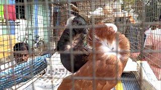 CHEAPEST FANCY PIGEON MARKET IN INDIA | GALIFF STREET BIRD MARKET KOLKATA | VISIT 21MARCH 2021