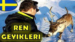 ELİMLE REN GEYİĞİ BESLEDİM | İSVEÇ YERLİLERİ SAMİLER | SAMİ KAMPI ve SAMİ KÜLTÜRÜ