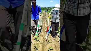 Amazing Way China Grows Corn 