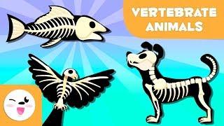 Vertebrate Animals for kids: Mammals, fish, birds, amphibians and reptiles