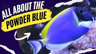 Powder Blue Tang 5 Keys To Success with This Beautiful Marine Fish!