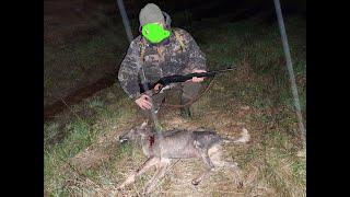 Охота на волка с Leader TWS (2)/Hunting wolves