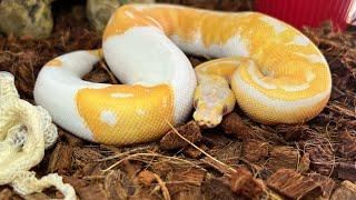 Fury Tips Ball Python Shedding #ballpython #reptiles #snake #viral #animals #wildlife #pets #fyp