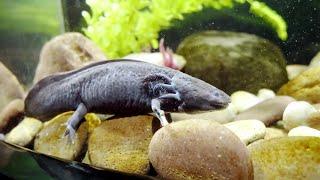 AXOLOTL: The Mysterious Salamander That Can REGROW Its Limbs @NatGeo @BuddyTheAxolotl