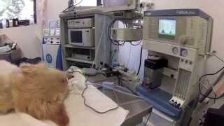 Tour of Southpaws Specialist Veterinary Surgery and Hospital