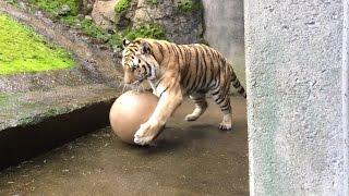 Amur tiger Mikhail plays soccer